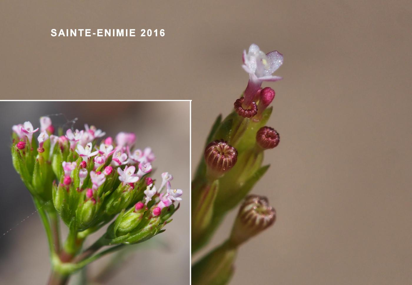 Valerian, Annual flower